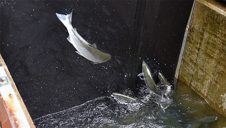 Baker River sockeye salmon holding tank