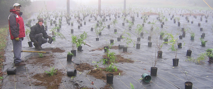 Private tree mitigation site