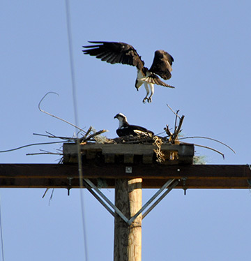 Birds