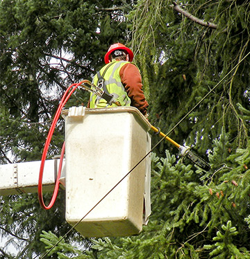 Tree trimming