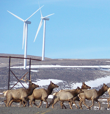 Wildlife Habitat