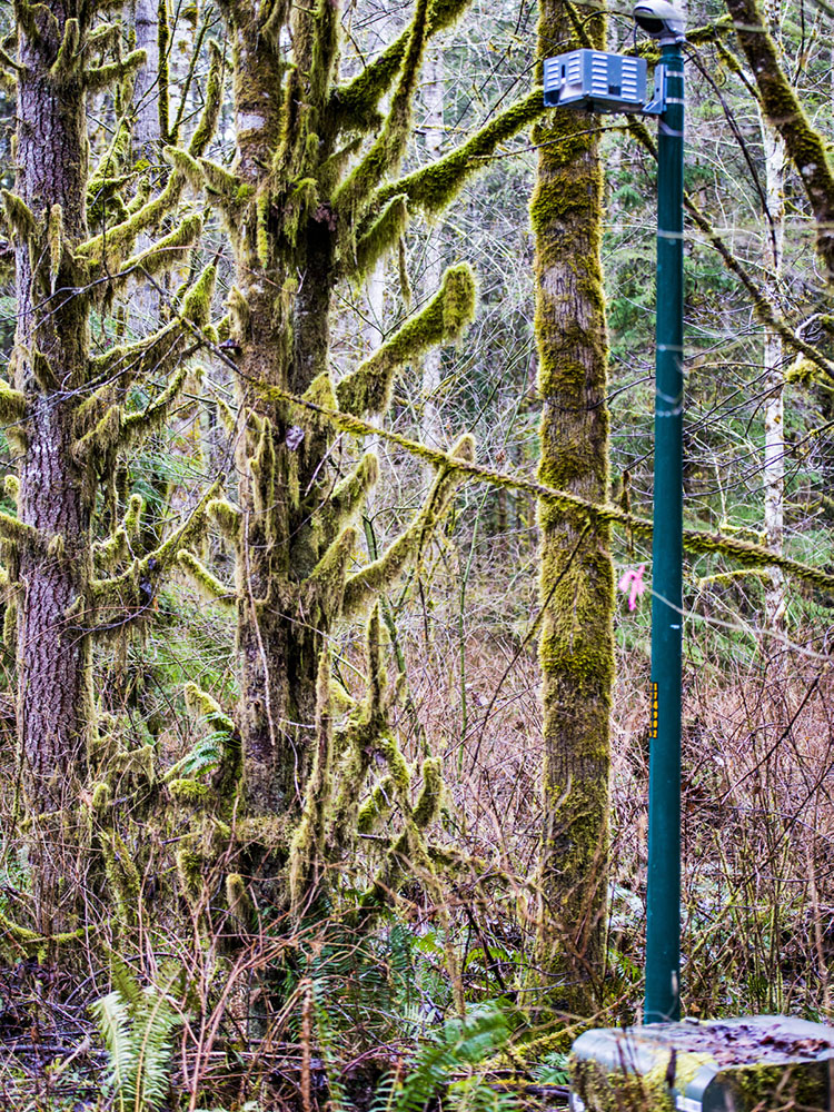 Pole device in area with underground service