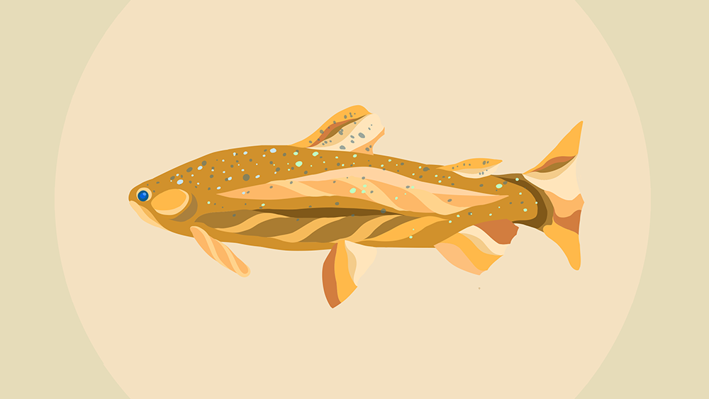 Trout by Angelina Villalobos