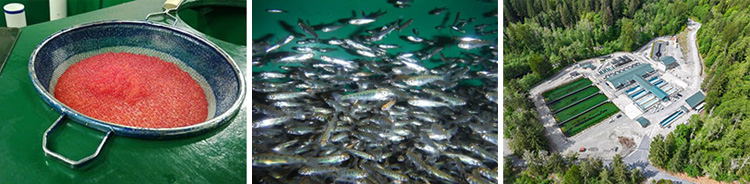 Salmon fry and Baker Lake Fish Hatchery
