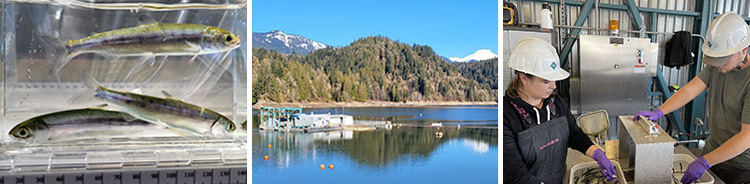 Floating Surface Collectors and counting salmon