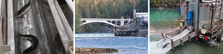 Hatchery and downstream floating fish collectors