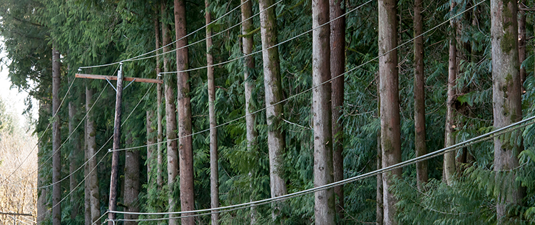 Cột điện và đường dây điện chạy dọc theo thân cây thường xanh