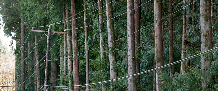 Electric pole and power line running alongside evergreen tree trunks