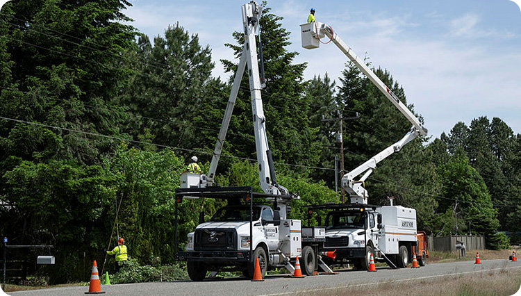 crew of workers trimming trees