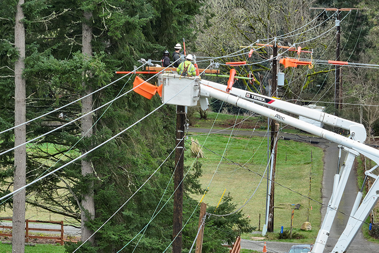 Tree wire project on Vashon Island, King County