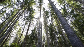 Winston Creek Forest Carbon Project