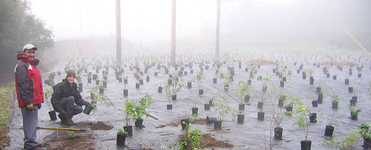 Tree planting