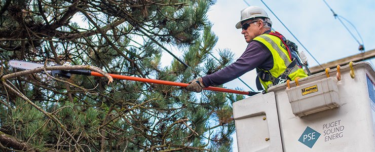 Tree trimming