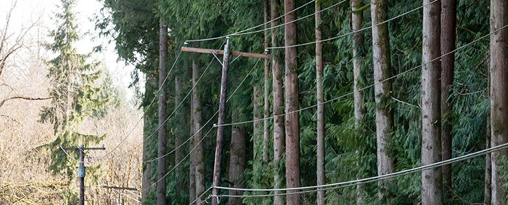 Vegetation Management