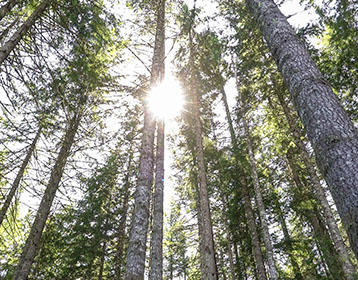Carbon Captureand Forest Management