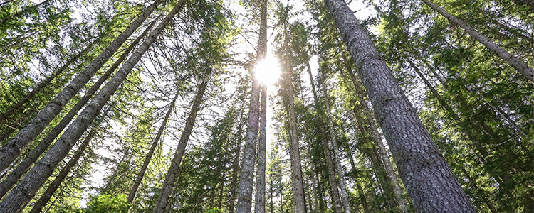 Carbon Capture and Forest Management