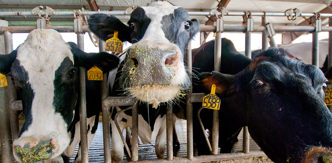 Cows at the Qualco Dairy Farm in Monroe, Wash.