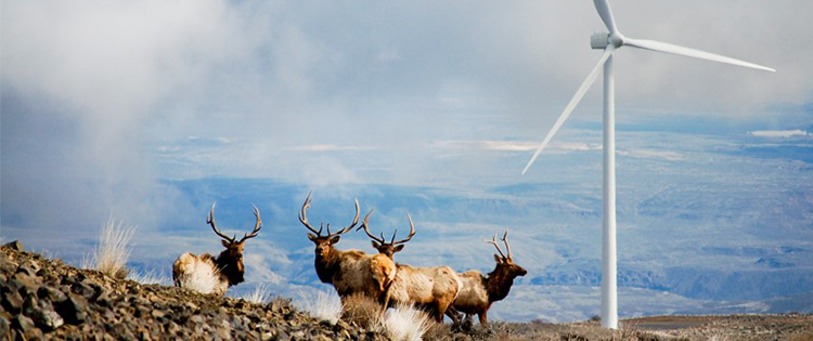 Elk and wind turbine