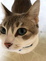 Mark's cat