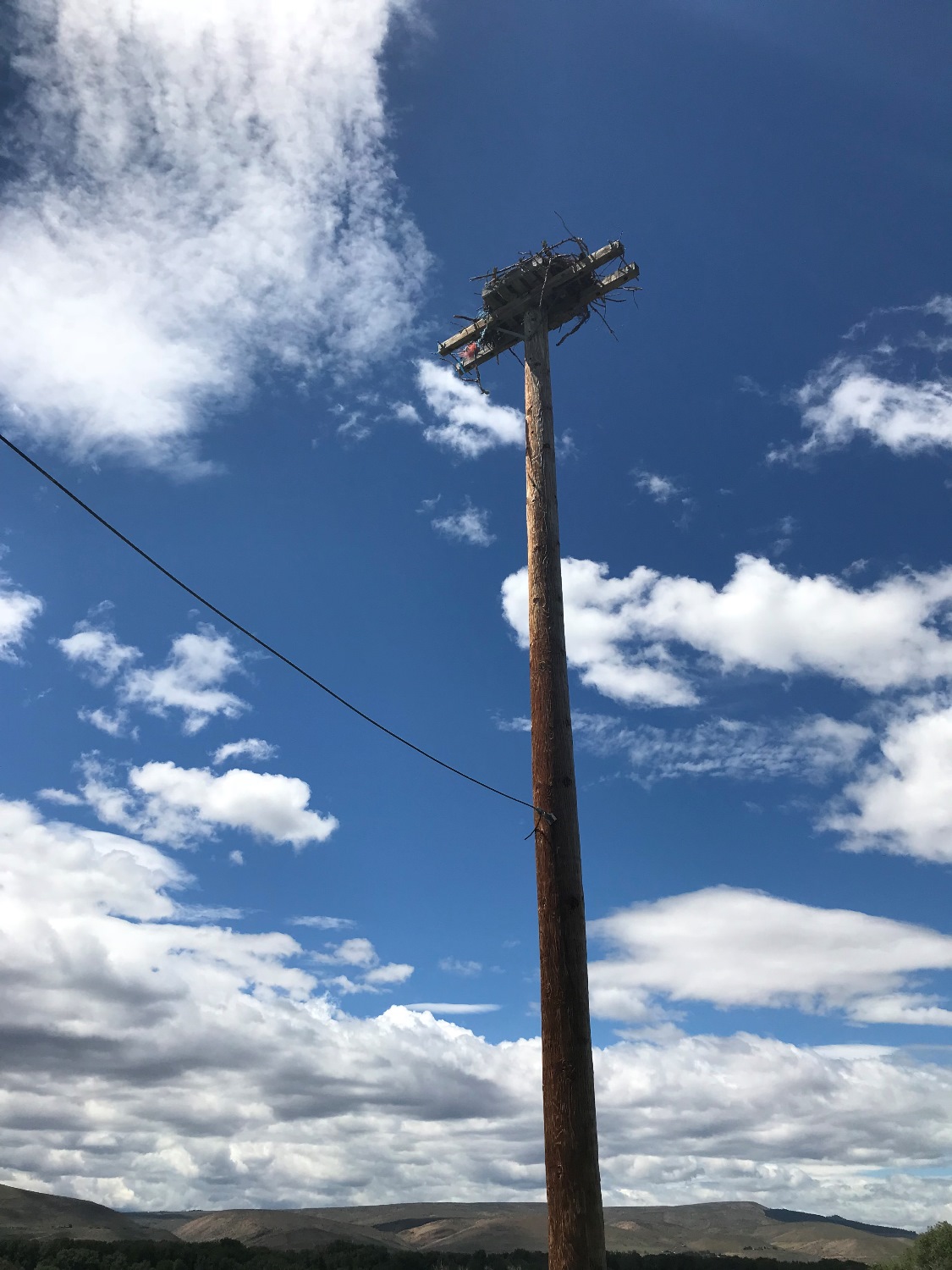 Osprey 2.jpg