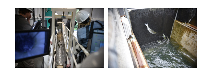 Sockeye Return Pictures