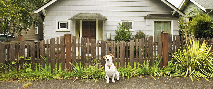 House with dog