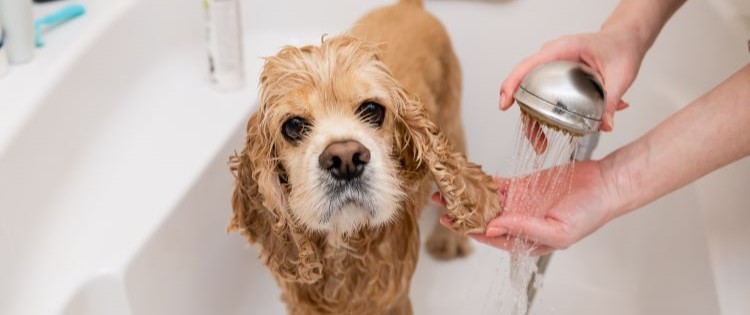 A cocker spaniel stands in a bathtub while a human hand uses a shower head to rinse their coat