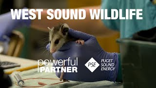 Powerful Partners - West Sound Wildlife